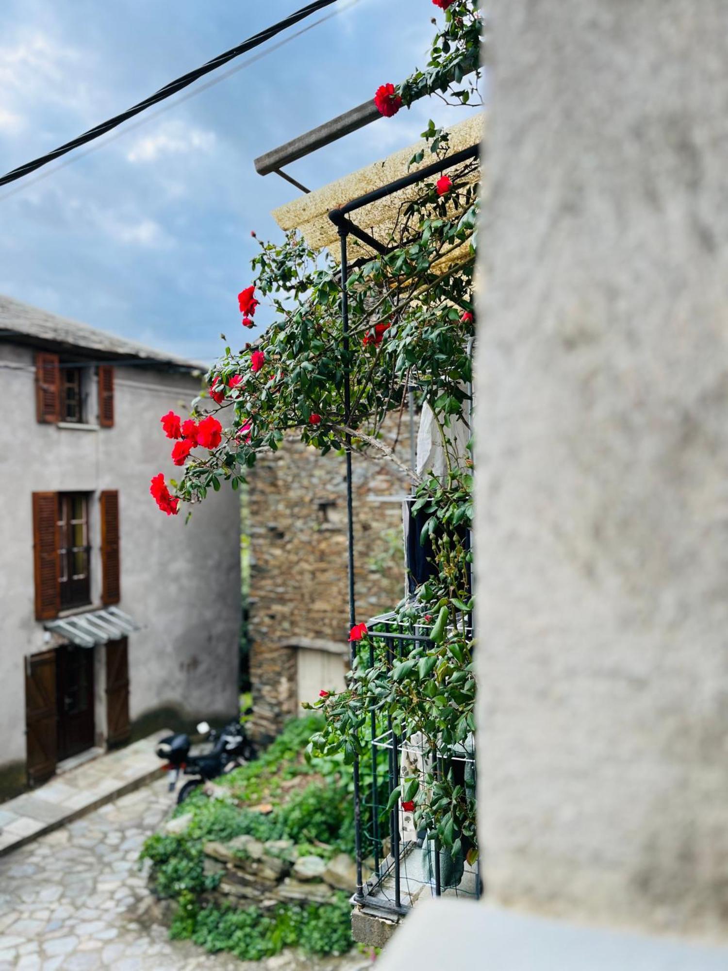 Tres Jolie Maison Aux Portes Du Cap Corse Sisco Exteriör bild